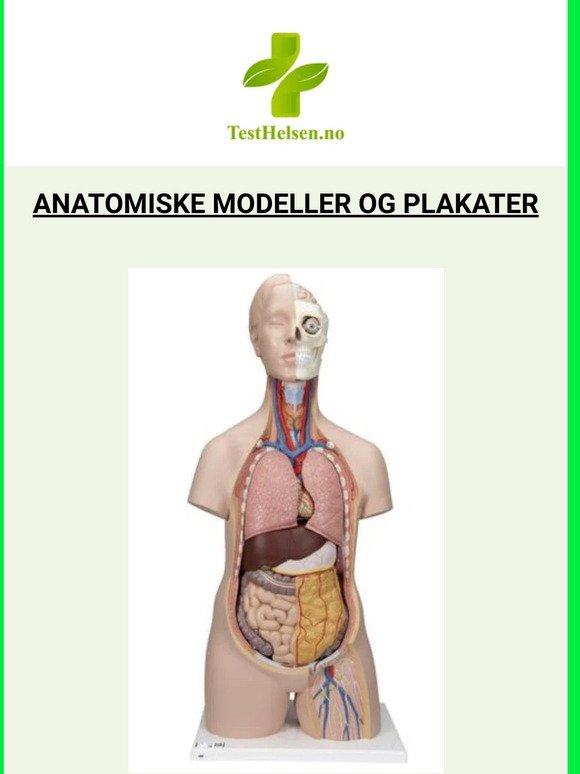 Nyheter! Vi har fått inn anatomiske modeller og flere plakater av høy kvalitet!