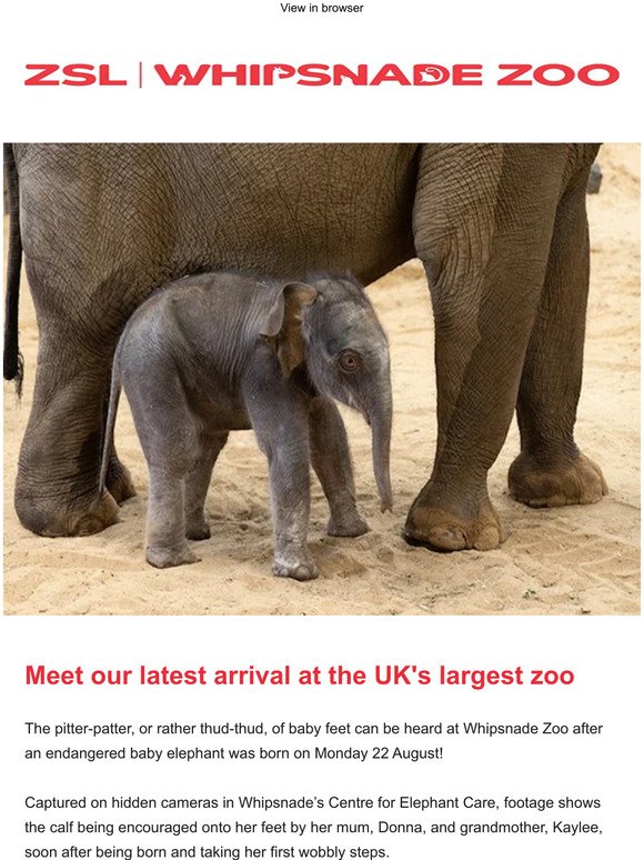 Meet our new arrival at Whipsnade Zoo 🐘