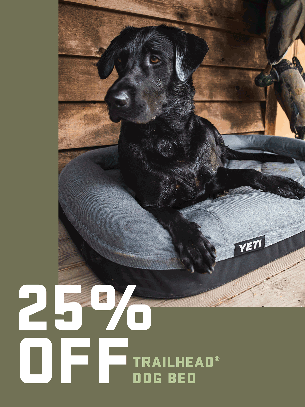 The Perfect Holiday Gift For Your Dog: The Yeti Trailhead Dog Bed