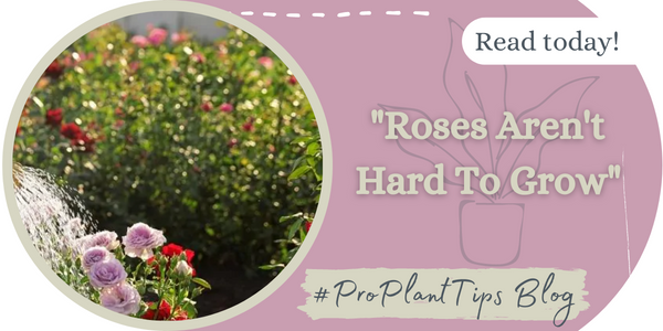 Easy Breezey Modern Roses & Rose Garden Recipes for Success!