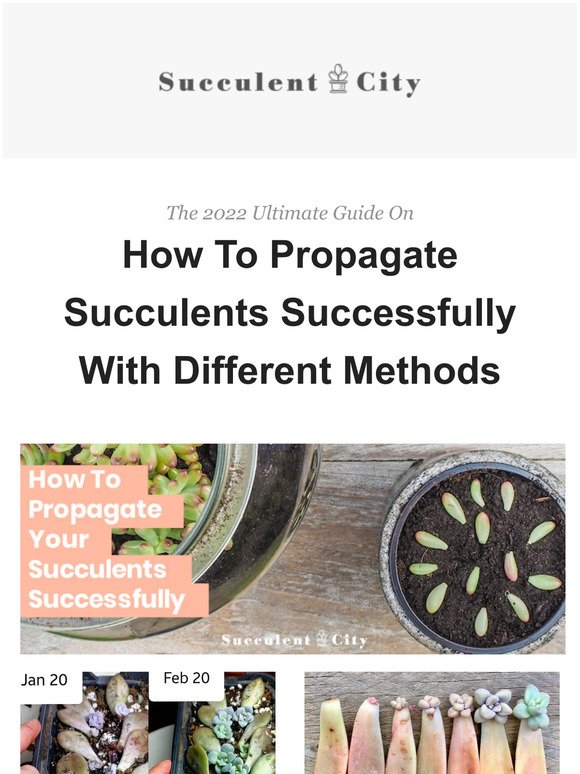 How To Propagate Succulents Successfully With Different Methods