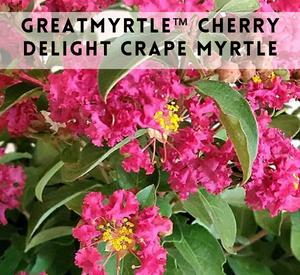 Cherry Delight Crape Myrtle