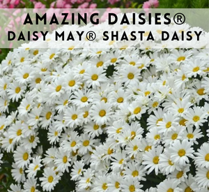 Amazing Daisies