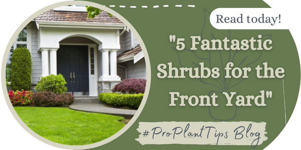 5 Fantastic Shrubs for the Front Yard (and How to Find More)