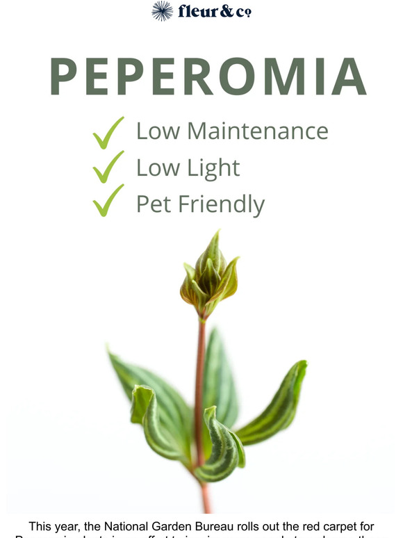 2022 is the Year of Peperomia 🌱