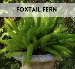 foxtail fern