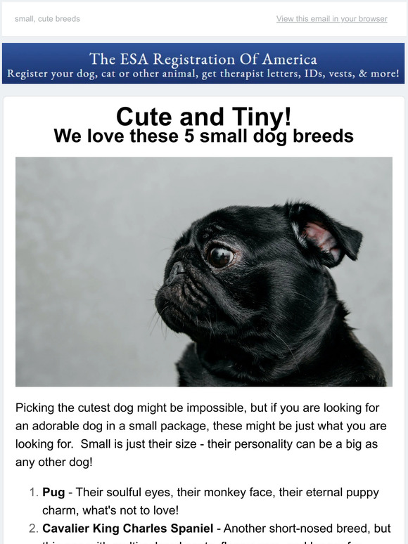 ESA Registration Cutest Dogs? Here are 5 breeds! Milled