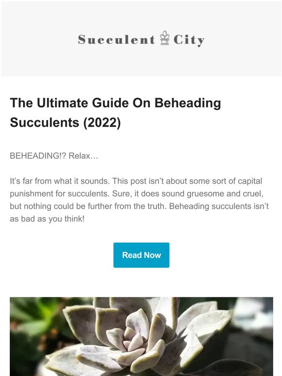 The Ultimate Guide On Beheading Succulents