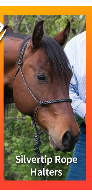 Rope halter sale