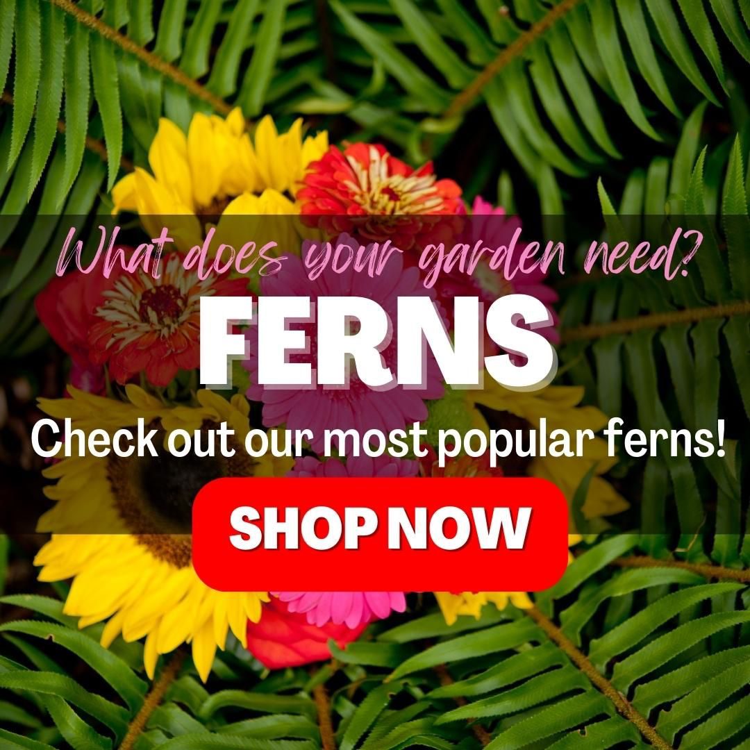 Native Wildflowers Nursery Ferns For Fall Milled