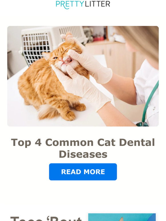 Pretty Litter When Your Cat’s Teeth Need Attention Milled