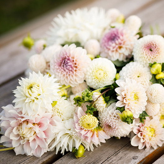 Romantic Dahlia Mix