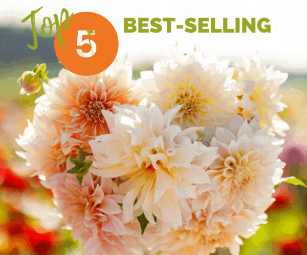 Cafe au Lait Dahlia Customer Photo
