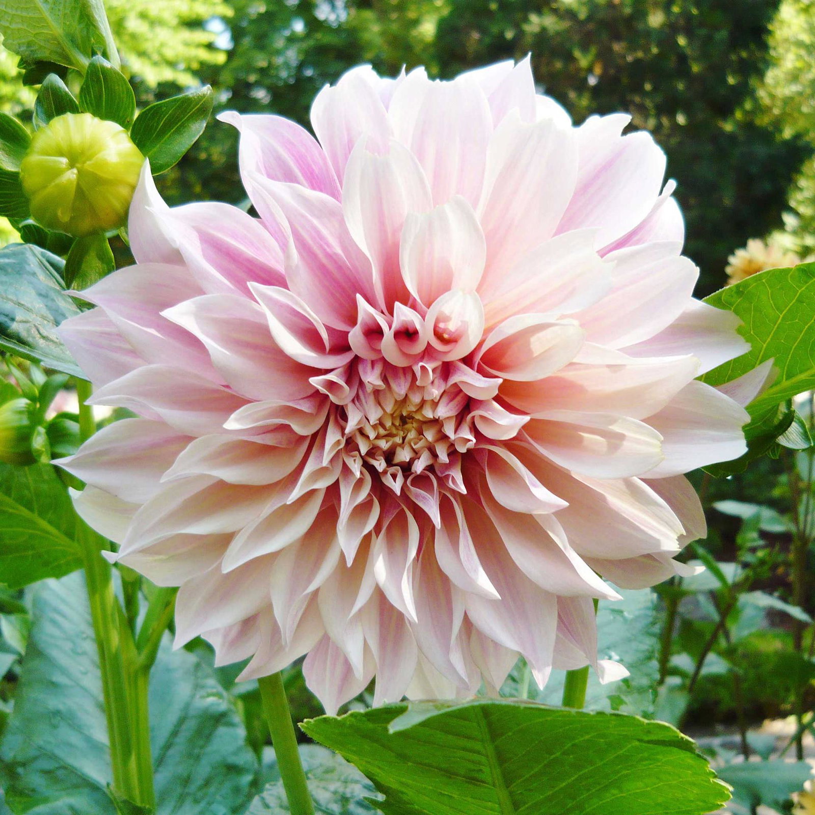 Cafe au Lait Dahlia