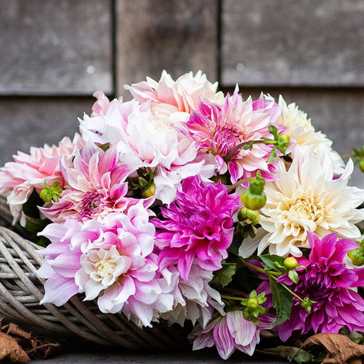 Bridal Bouquet Dahlia Mix