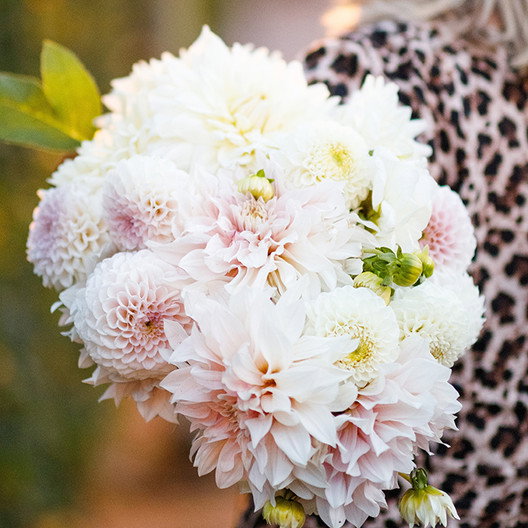 Cafe Con Leche Dahlia Mix