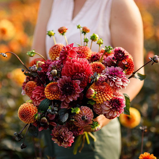 Old Rose Dahlia Mix