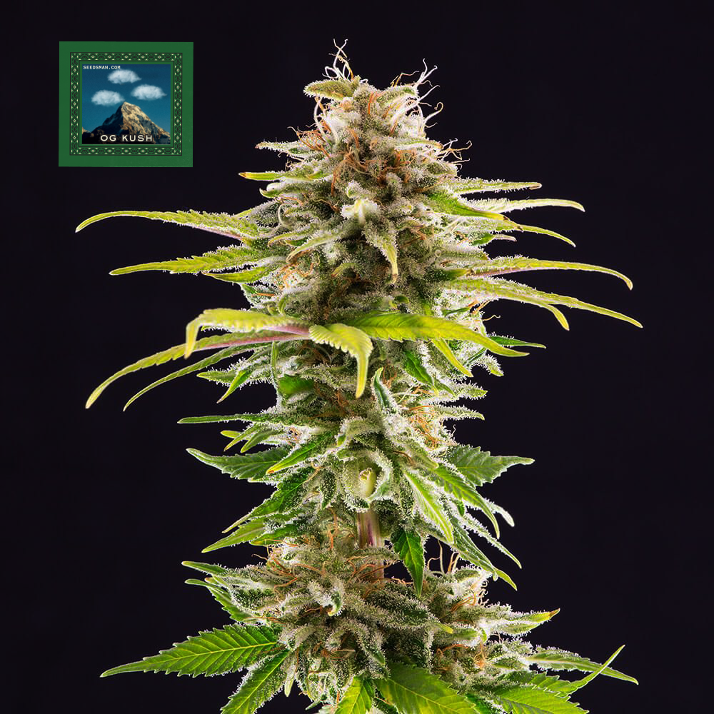 NEW Seedsman Ltd. Edition OG Kush Fem