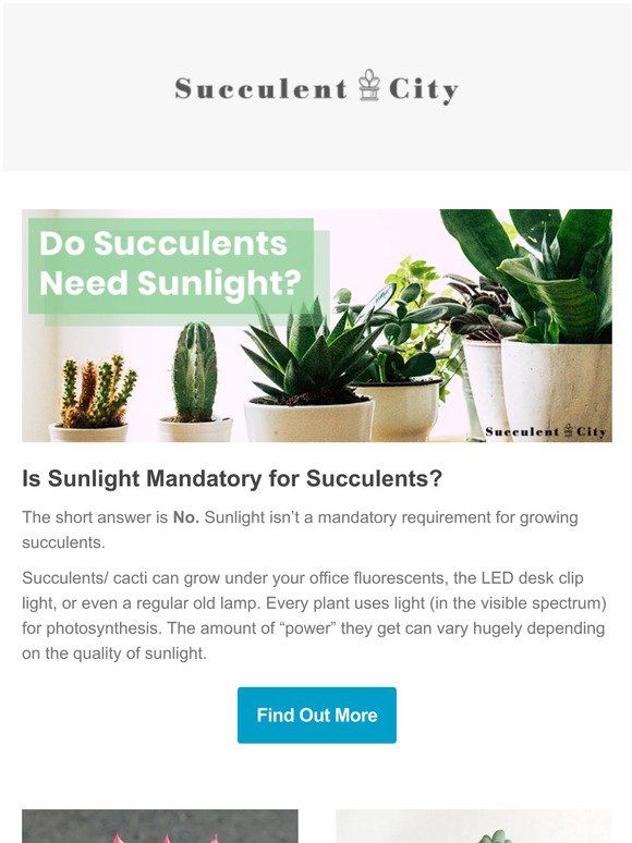 How Much Sunlight Do Succulents Need?