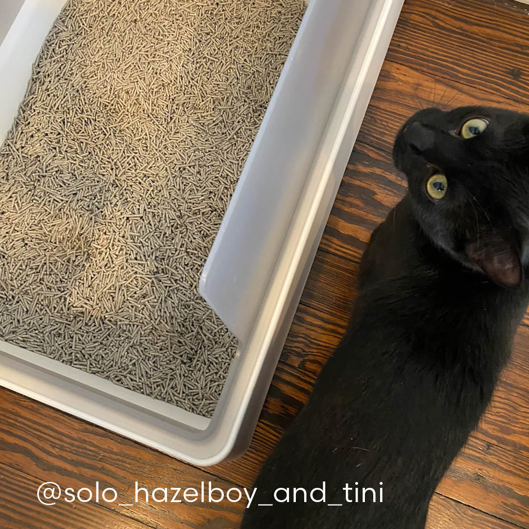 Black cat standing next to a litter box filled with Really Great Cat Litter