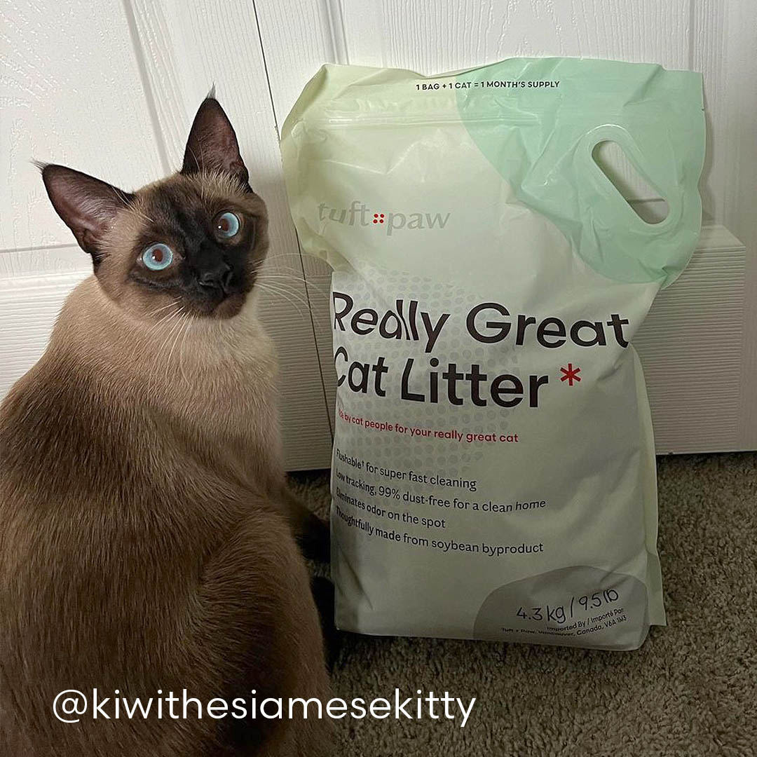 Siamese cat looking at the camera sitting next to a bag of Really Great Cat Litter