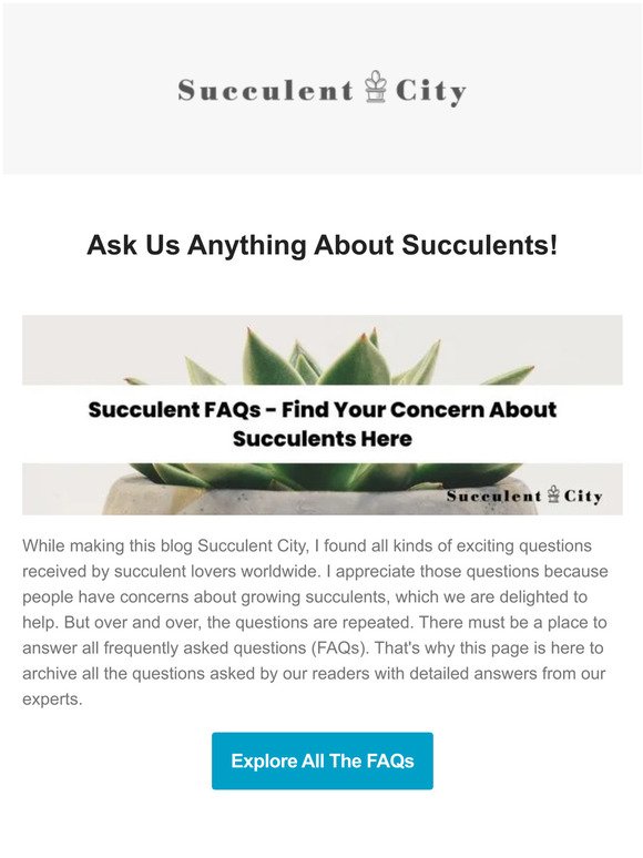 27+ Succulent FAQs - Ask Anything & Find Your Concern About Succulents Here