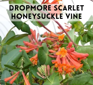 dropmore scarlet honeysuckle vine