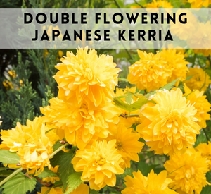 double flowering japanese kerria