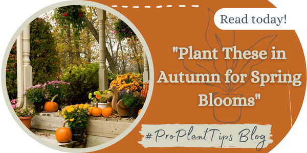 Plant These in Autumn for Spring Blooms