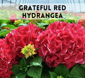 grateful red hydrangea