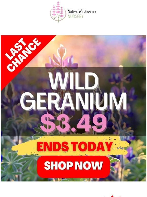 Native Wildflowers Nursery LAST CHANCE ENDING SOON Milled