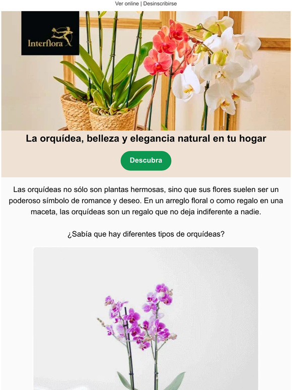 Orquídeas, ¡es hora de descubrirlas! 💐
