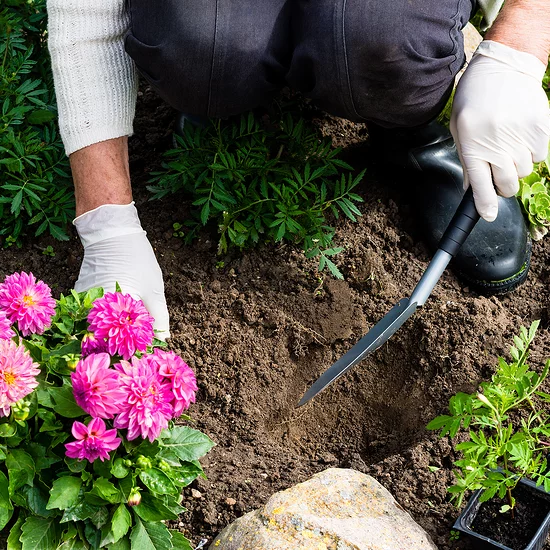 Martha Stewart Deadheading vs Pruning What's the Difference? Milled
