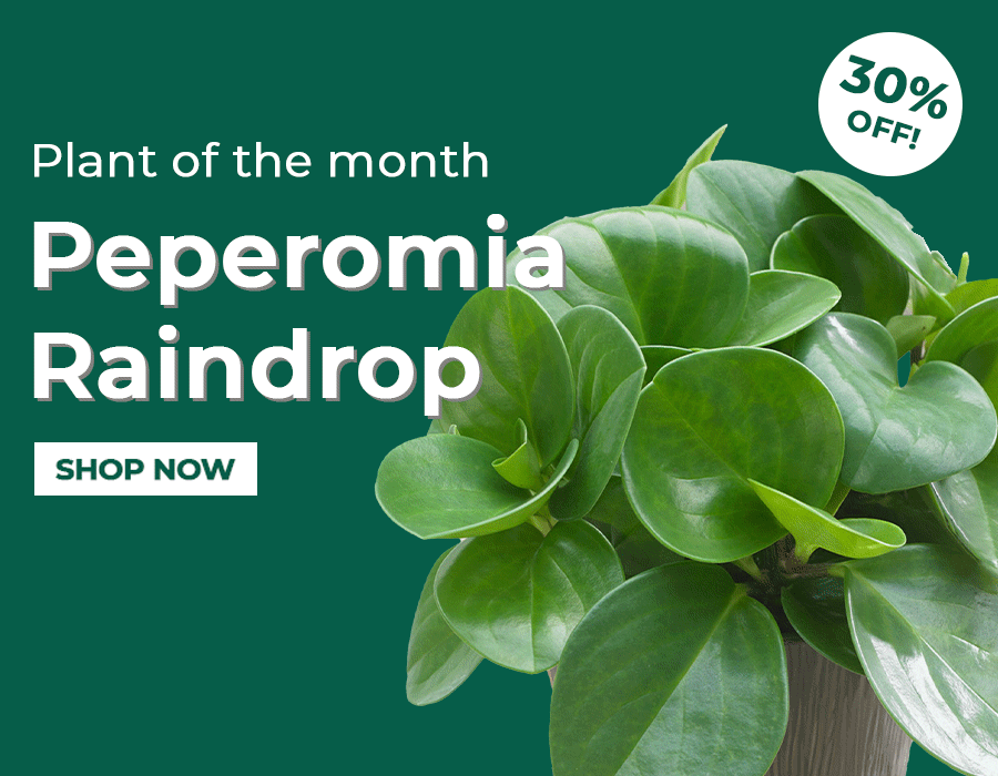 Gardeners Dream Plant of the month! 🪴 Milled