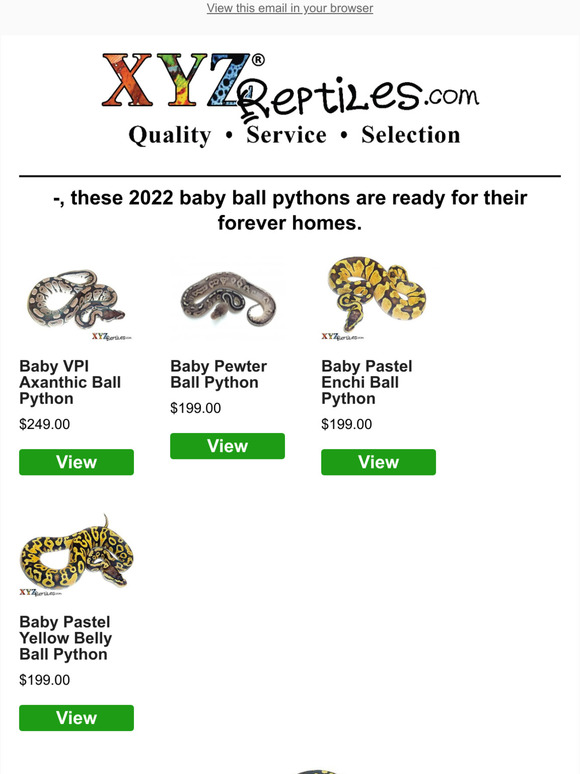 🐍 7 Popular 2022 Baby Ball Pythons In Stock