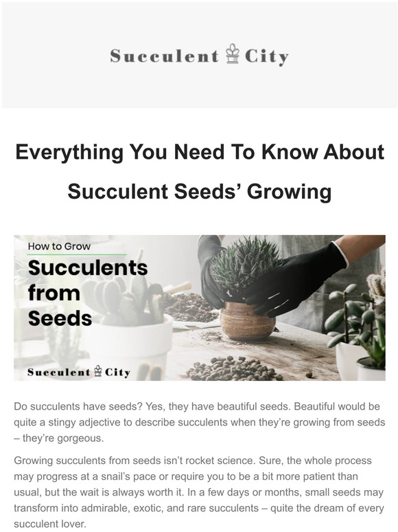 Everything You Need To Know About Succulent Seeds’ Growing