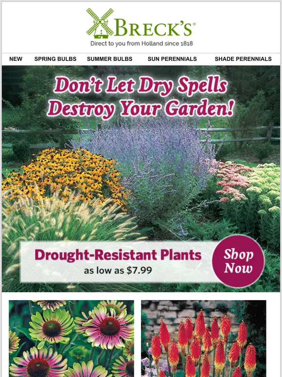 Breck's ☀️ Lowpriced plants for beating the heat! Milled