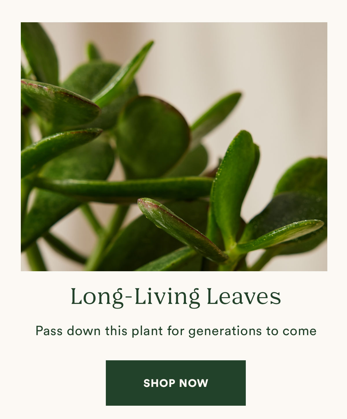 Bloomscape A Bloomscape Favorite The Jade Plant Milled