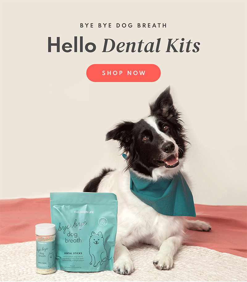 This Dog's Life What You Missed How Yucca Schidigera Can Benefit Your