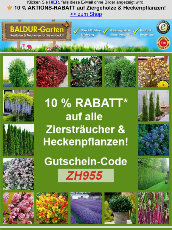 BALDURGarten 🍁 10 AKTIONSRABATT auf Ziergehölze & Heckenpflanzen