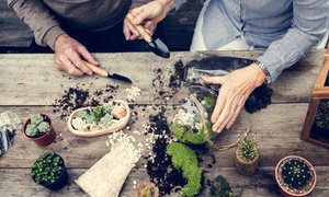Succulent Terrarium Workshop and Painting Classes