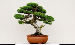 BYOB Bonsai Workshop and $200 Worth of Painting Products