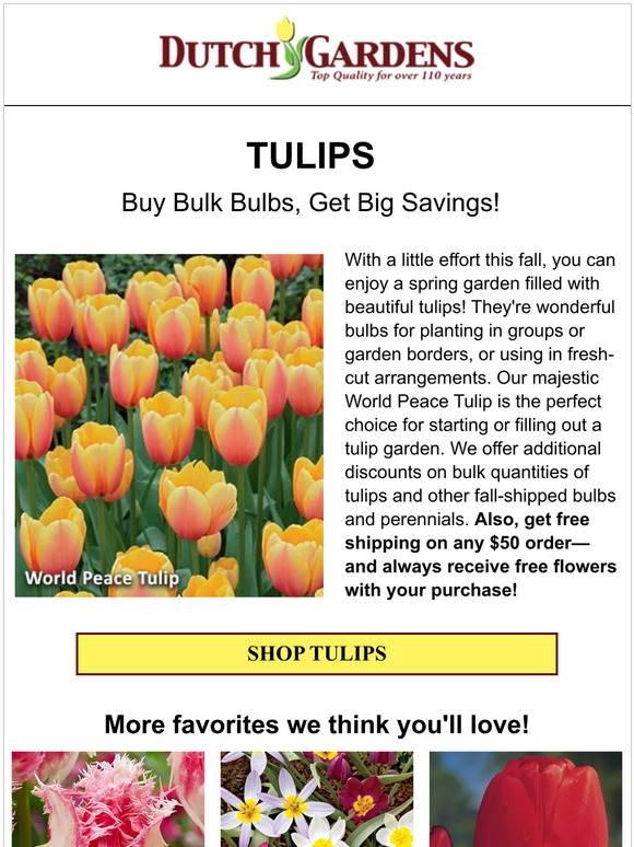 🌷 🌷 🌷 Order tulip bulbs in bulk and save!