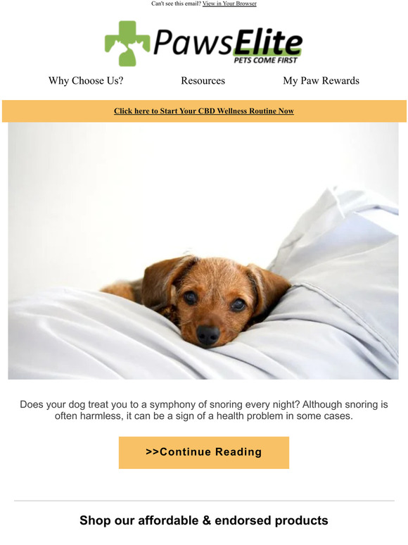 Is It Normal for Puppies to Snore?