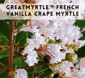 french vanilla crape myrtle