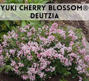 yuki cherry blossom deutzia