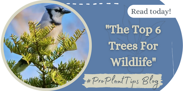 The Top 6 Trees for Wildlife