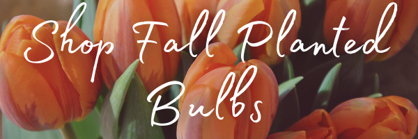 shop fall bulbs