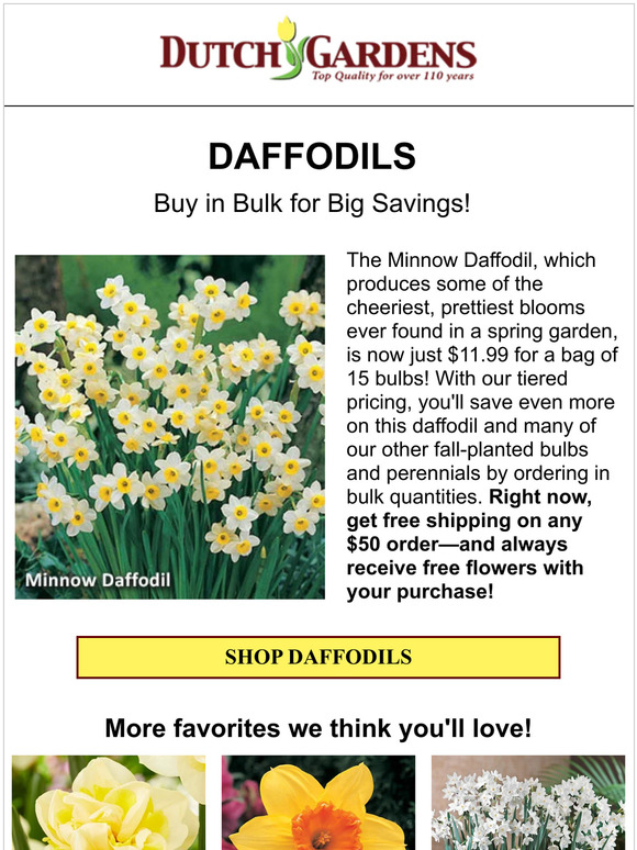 Buy daffodils in bulk and save 💰