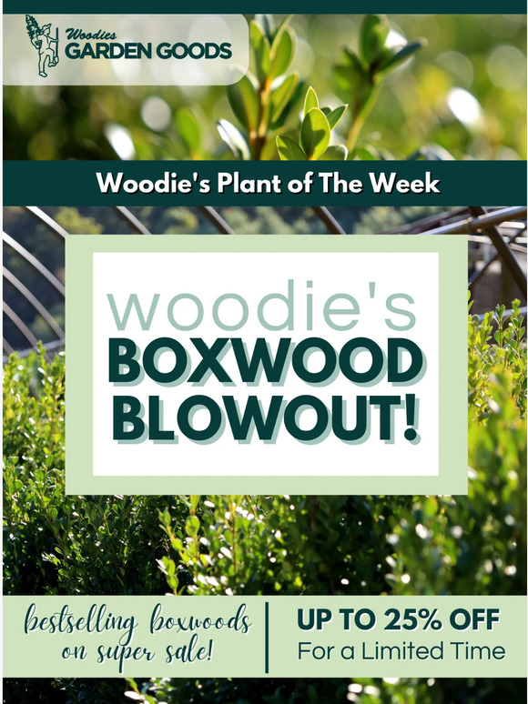 Garden Goods Direct There's Not Much Time!⌛ Shop Our Big Boxwood